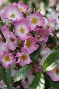 BALLERINA (Hybrid Musk) (shrub)